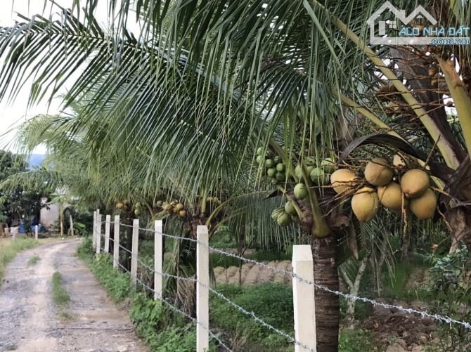 Chỉ 2.5triệu/m2 Đất Phù Hợp Làm Nhà Vườn Cách TT Nha Trang 13km - 4