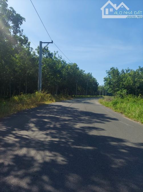 BÁN ĐẤT MT DH611, LAI HƯNG, BÀU BÀNG, DT:59x170, SHR, GIÁ 13,5 TỶ - 5