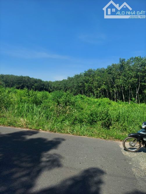 BÁN ĐẤT MT DH611, LAI HƯNG, BÀU BÀNG, DT:59x170, SHR, GIÁ 13,5 TỶ - 6
