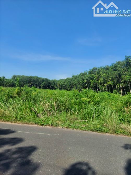 BÁN ĐẤT MT DH611, LAI HƯNG, BÀU BÀNG, DT:59x170, SHR, GIÁ 13,5 TỶ - 7