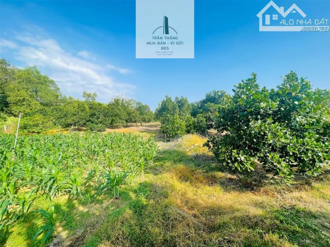 Đất Mẫu có Thổ cư -  nhà - Vườn Cây Ăn Trái thích hợp nghĩ dưỡng - 14