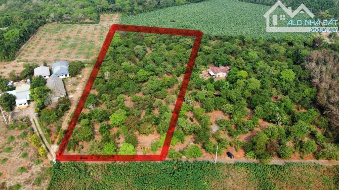 Cần bán 1 mẫu đất thổ cư mặt tiền nhựa đến 145m, giá chỉ 450 triệu/ sào