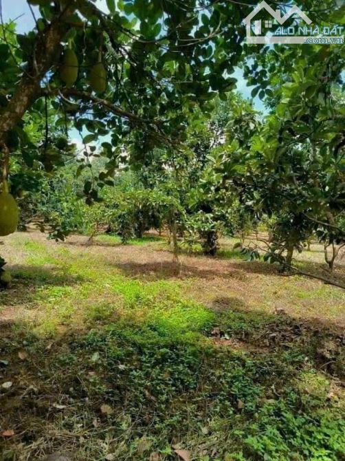 BÁN GẤP 2.600M2 NHÀ VƯỜN GẦN HỒ TRỊ AN, ĐỒNG NAI GIÁ 800 TRIỆU. GẦN QUỐC LỘ, ĐƯỜNG Ô TÔ - 3