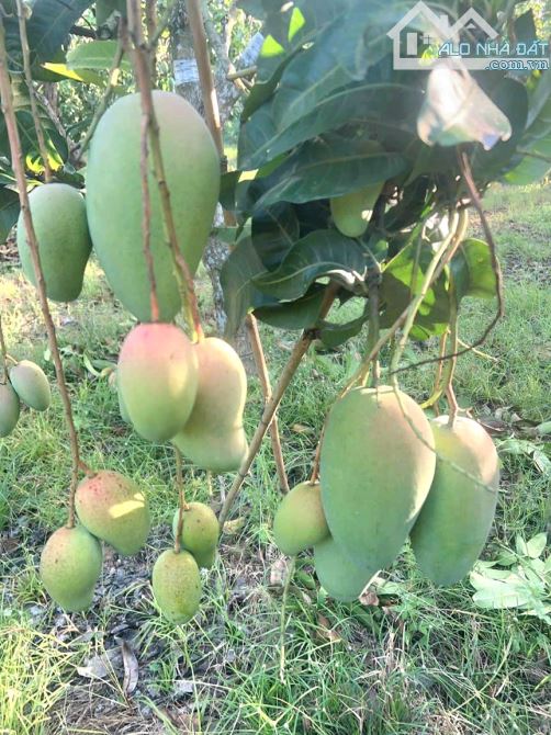 BÁN GẤP 2.600M2 NHÀ VƯỜN GẦN HỒ TRỊ AN, ĐỒNG NAI GIÁ 800 TRIỆU. GẦN QUỐC LỘ, ĐƯỜNG Ô TÔ - 7