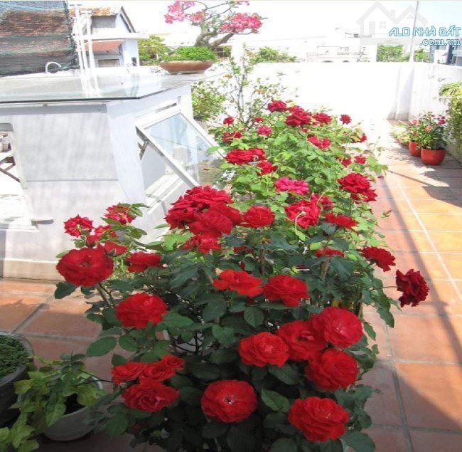 Cần bán Gấp Gấp  căn nhà Lê Thánh Tông Giá cực hữu Nghị . - 3