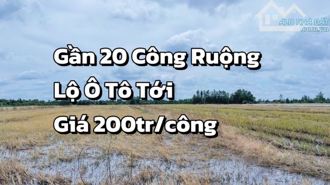 Bán Gần 20 Công Ruộng Lộ Ô Tô Cách Chợ Bà Đầm Thới Lai 1km - 1