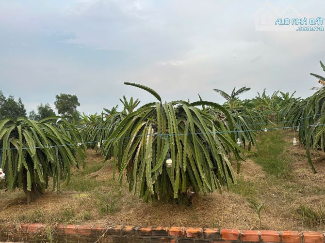 🔵28x60( 1445m2) Lô 2 Đống Đa, Tân Tiến, LaGi Gần Biển, Khu Dân Cư Giá Rẻ - 2