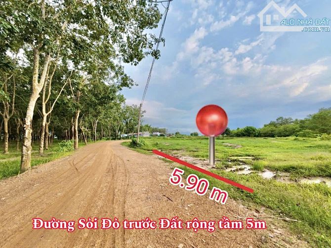 ✨ Ngang 5.9m x dài 31.21m, nở hậu 6.1m (FULL ONT). Đường sỏi đỏ 5M, 2 Ô tô né nhau - 249Tr