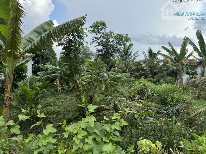 Đất Dal Ôtô Kênh Sáng Hoà Lợi, Cách ĐHTV 4km - 4