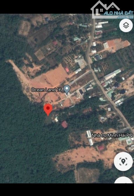 Cây thông ngoài mt be tong Cửa dương Phú quốc 108m2 chính chủ sổ đỏ 1.25 tỷ - 1