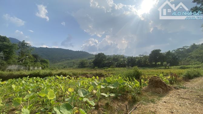 BÁN 1300M VIEW CÁNH ĐỒNG TUYỆT ĐẸP - 1