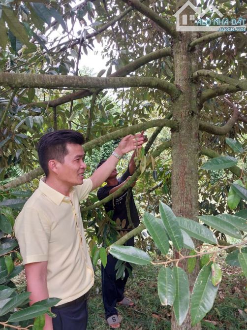 Bán 18 xào đất có nhà có vườn 3 mặt tiền, ôtô tại TX Buôn Hồ, tỉnh Đắk Lắk. - 19