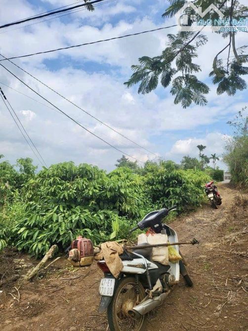 ✨ 2 SỔ gần 4,5 SÀO rẫy cà phê tươi tốt (120m2 ONT). Đường BÊ TÔNG 4M, KDC đông đúc - 850Tr - 1