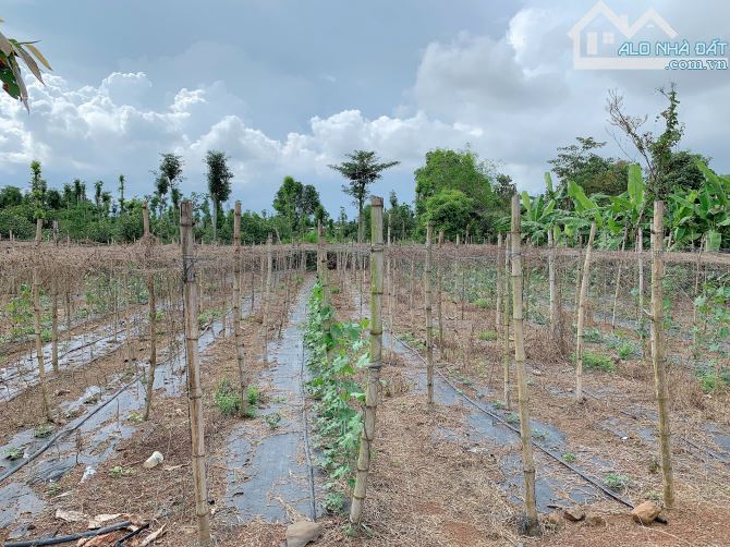 Bán khoảng gần 1 sào (921m2) đất Láng Lớn, huyện Châu Đức, BRVT. - 1