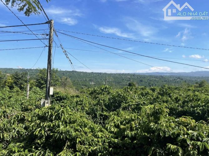✨ 2 SỔ gần 4,5 SÀO rẫy cà phê tươi tốt (120m2 ONT). Đường BÊ TÔNG 4M, KDC đông đúc - 850Tr - 2