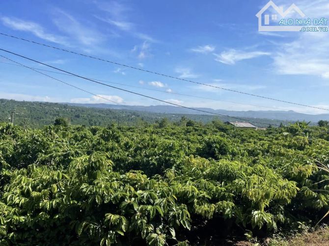✨ 2 SỔ gần 4,5 SÀO rẫy cà phê tươi tốt (120m2 ONT). Đường BÊ TÔNG 4M, KDC đông đúc - 850Tr - 3