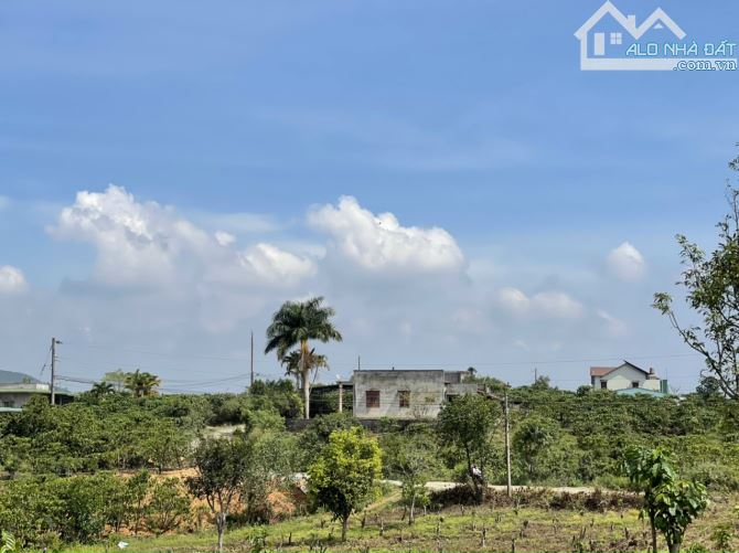 4 sào Bảo Lộc bằng đẹp chỉ 3ty. - 3