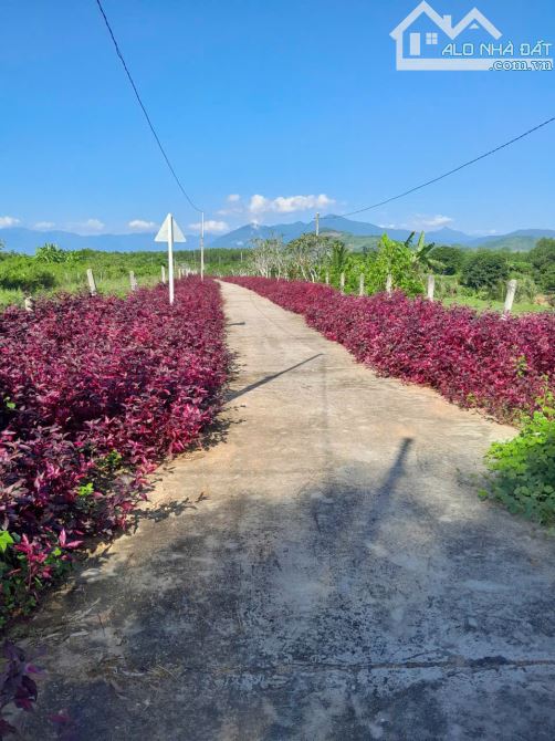 BÁN TRANG TRẠI NGHỈ DƯỠNG TẠI THÔN 5 DIÊN ĐỒNG GẦN PHAN GIA XANH FARM - 4