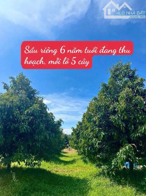 CHỈ 279TR  CHO LÔ ĐẤT SẴN THỔ CƯ TẠI LÂM ĐỒNG - 3