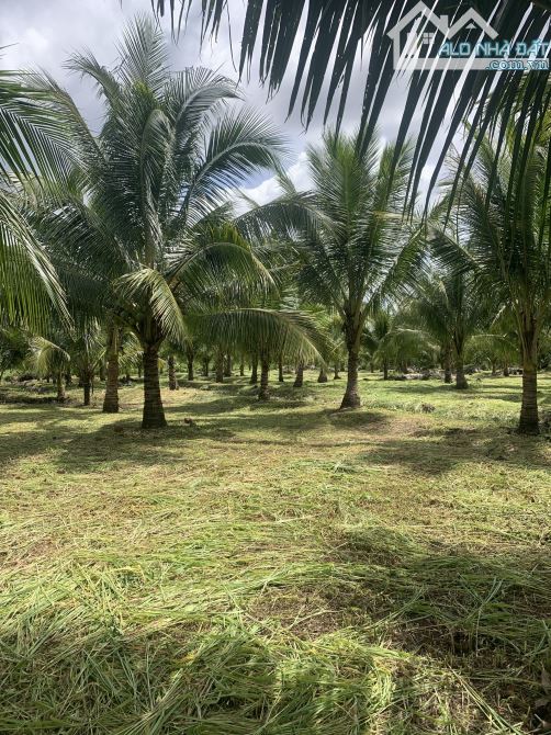 Bán Farm trái cây du lịch sinh thái Buôn Ma thuột - 3