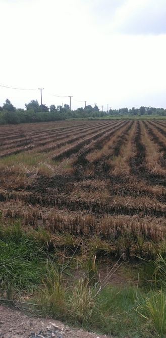 BÁN GẤP Đất No 103.000m2 Đức Hòa Long An Chỉ 2.6tr/1m2