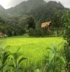 ✨ Siêu phẩm 1,1ha ( 11.000m2 ) Đồng Lúa Ngô Sơn🌾 sát khu homestay🏕