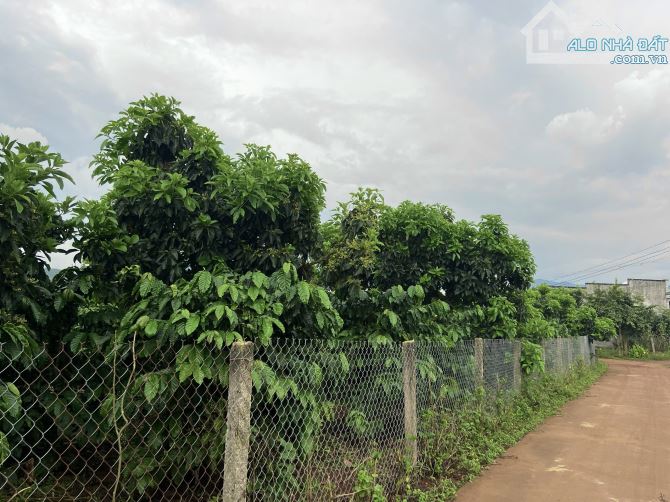 ✨ Vườn bơ + cà phê ngay trung tâm thị trấn: 10x63M (100M2 ODT), đường BÊ TÔNG 4M - 1,47 TỶ - 3
