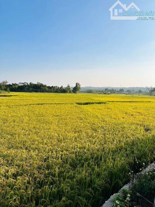 ĐẤT VÀNG ĐƯỜNG ĐI SÂN BAY- HOÀ THẮNG. 2400m2 có THỔ CƯ VIEW LÚA - 1