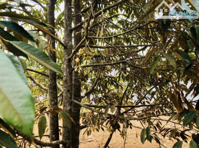 Hơn 3,5 sào đất phường Yên Thế - thích hợp xây nhà vườn, biệt thự - 5