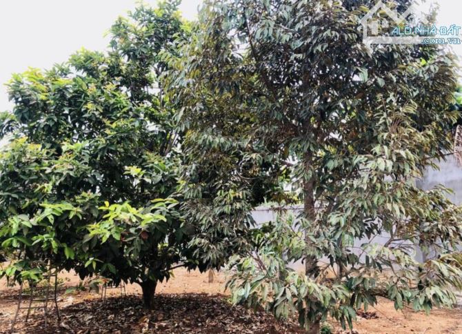 Hơn 3,5 sào đất phường Yên Thế - thích hợp xây nhà vườn, biệt thự - 6