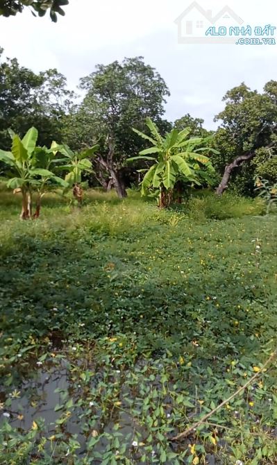 5,400m2 View Sông  có 175m2 thổ cư, cách chợ, BHX, ĐMX trong bán kính 300m
