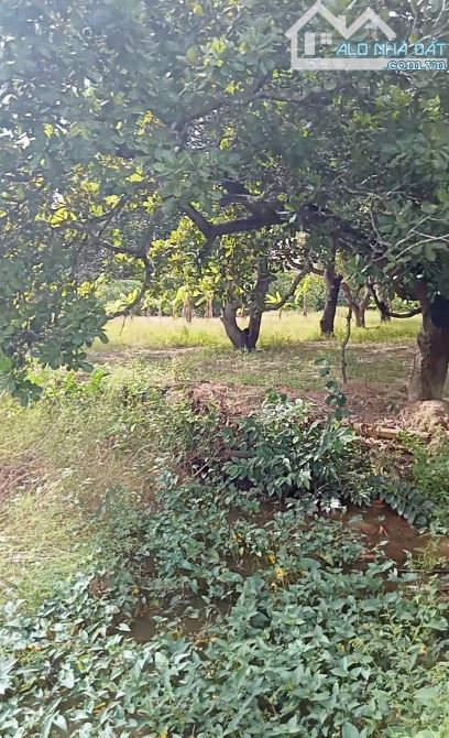 5,400m2 View Sông  có 175m2 thổ cư, cách chợ, BHX, ĐMX trong bán kính 300m - 2