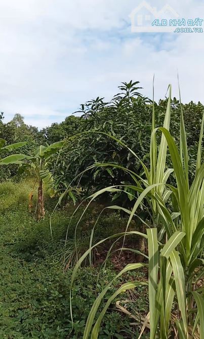 5,400m2 View Sông  có 175m2 thổ cư, cách chợ, BHX, ĐMX trong bán kính 300m - 3