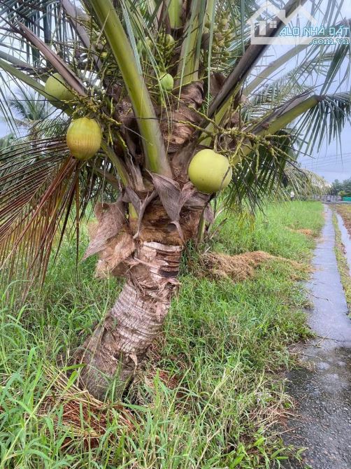 1398m2 đất lúa 450 triệu/1000m2 3 mặt tiền ôtô đức tân tân trụ Long An - 2