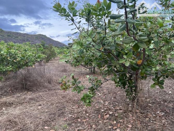 BÁN NHANH 2,8HA ĐẤT TRỒNG ĐIỀU LÂU NĂM ĐÃ CÓ SỔ - 1