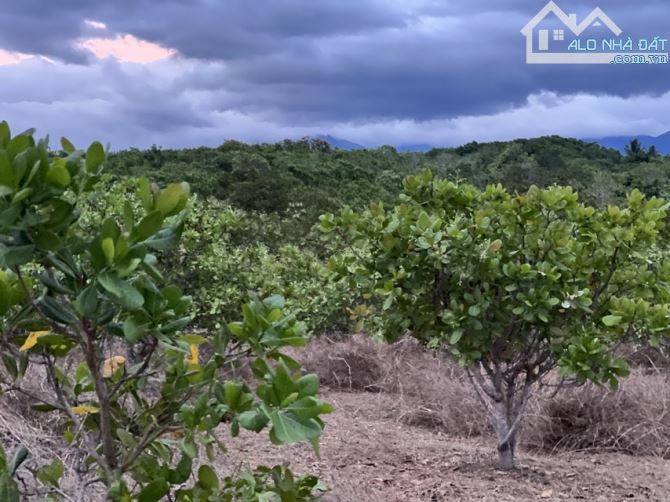 BÁN NHANH 2,8HA ĐẤT TRỒNG ĐIỀU LÂU NĂM ĐÃ CÓ SỔ - 4