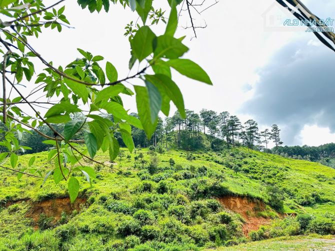 HƠN 1,5HA ĐẤT ĐẸP ĐẦU TƯ KHU LÀNG DẠI DƯƠNG ĐỨC TRỌNG CÁCH TRUNG TÂM ĐÀ LẠT 12KM - 5