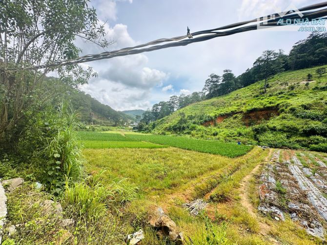 HƠN 1,5HA ĐẤT ĐẸP ĐẦU TƯ KHU LÀNG DẠI DƯƠNG ĐỨC TRỌNG CÁCH TRUNG TÂM ĐÀ LẠT 12KM - 6