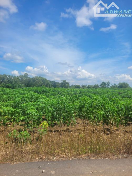 LÔ ĐẤT ĐƯỜNG NHỰA ĐẸP, PHỦ HỒNG TOÀN BỘ, CÁCH ĐƯỜNG NHỰA CHÍNH BÌNH GIÃ-ĐÁ BẠC 300M - 2