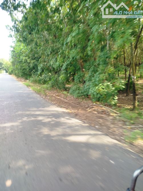 1 mẫu đất 111m Mt nhựa lớn Thạnh Bình, Tân Biên Tây Ninh giá 7ty2 - 2