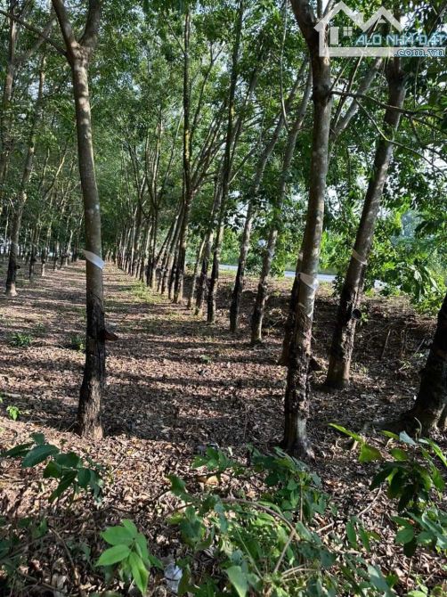 1 mẫu đất 111m Mt nhựa lớn Thạnh Bình, Tân Biên Tây Ninh giá 7ty2 - 3