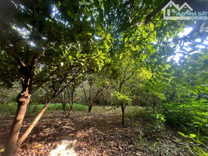 BÁN Đất Đẹp 1242m2  Không Thể Rẻ Hơn tại thôn Nhân Lý , Tam Quan, Tam Đảo.