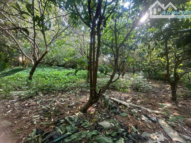 BÁN Đất Đẹp 1242m2  Không Thể Rẻ Hơn tại thôn Nhân Lý , Tam Quan, Tam Đảo. - 1