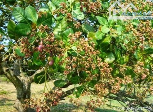 Đất Vườn HTB Bình Thuận 2.5 mẫu 1ty4 Sẵn Vườn - 2