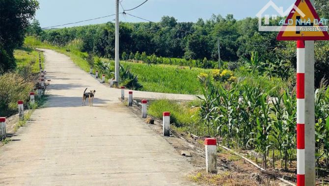 BÁN VƯỜN MÍT SAI QUẢ,VIEW SUỐI NƯỚC QUANH NĂM, CÁCH SUỐI RAO-PHƯỚC TÂN HƠN 1KM,GIÁ SIÊU RẺ - 5