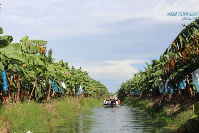 Bán 4 mẫu đất nông nghiệp, kênh sáng 2 huyện u minh thượng kiên Giang - 2