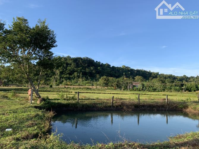 2,4 sào TC400m2 view ruộng sau lưng trường Nơ Trang Long EaTieu 1,2 tỷ sẵn hồ cá - 3