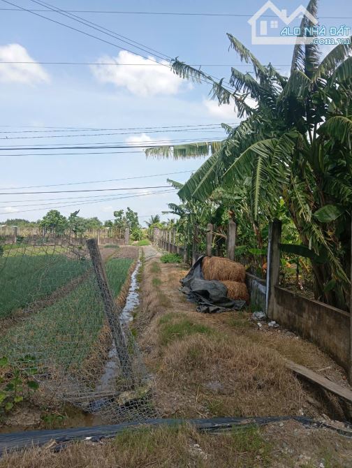 Mặt đất mặt tiền  đường Cộng Đồng Lộc Trung, Mỹ Lộc, Cần Giuộc, quốc lộ 50 - 3