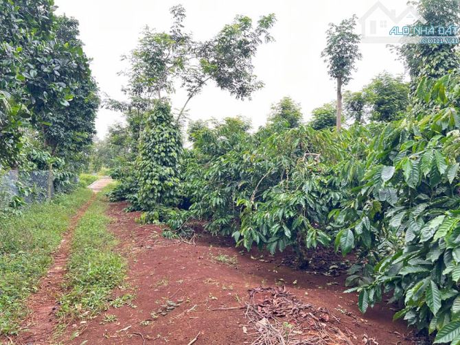 góc mặt tiền hơn 1 sào đường Lớn Hồ Chí Minh quy hoạch rộng 100m - 1