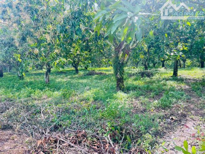 BÁN GẤP LÔ ĐẤT GẦN NGAY KHU CÔNG NGHIỆP ĐỊNH QUÁN 1023M2(10MX100M) KHU DÂN CƯ CHỈ 600 TRỆU - 3
